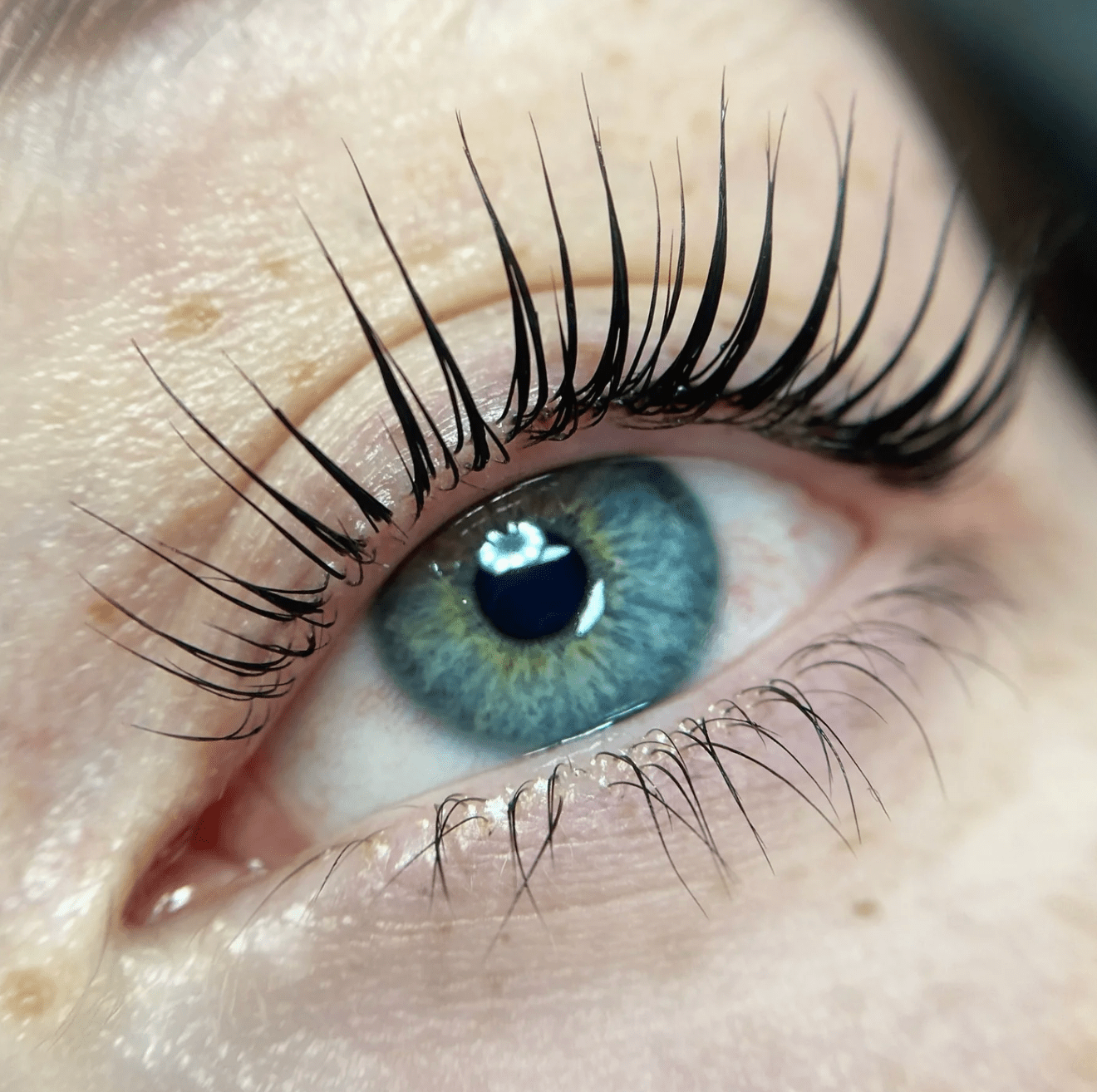 Online Conversion - Elleeplex Profusion Lash Lamination - Shannon Boyle